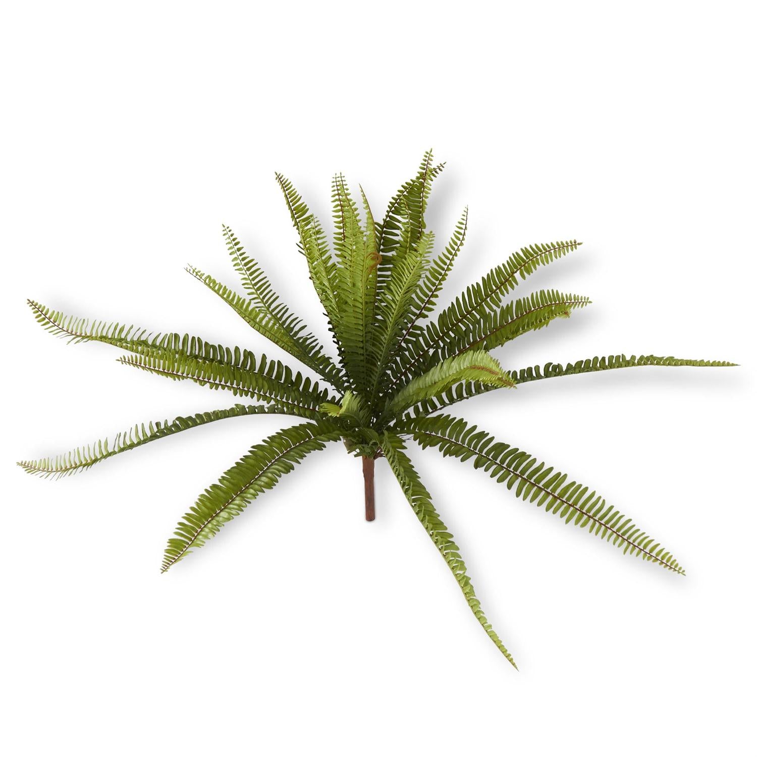 26" Fern Bush
