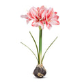 Pink Real Touch Amaryllis Bulb
