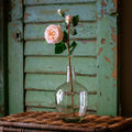 Queen Rose French White
