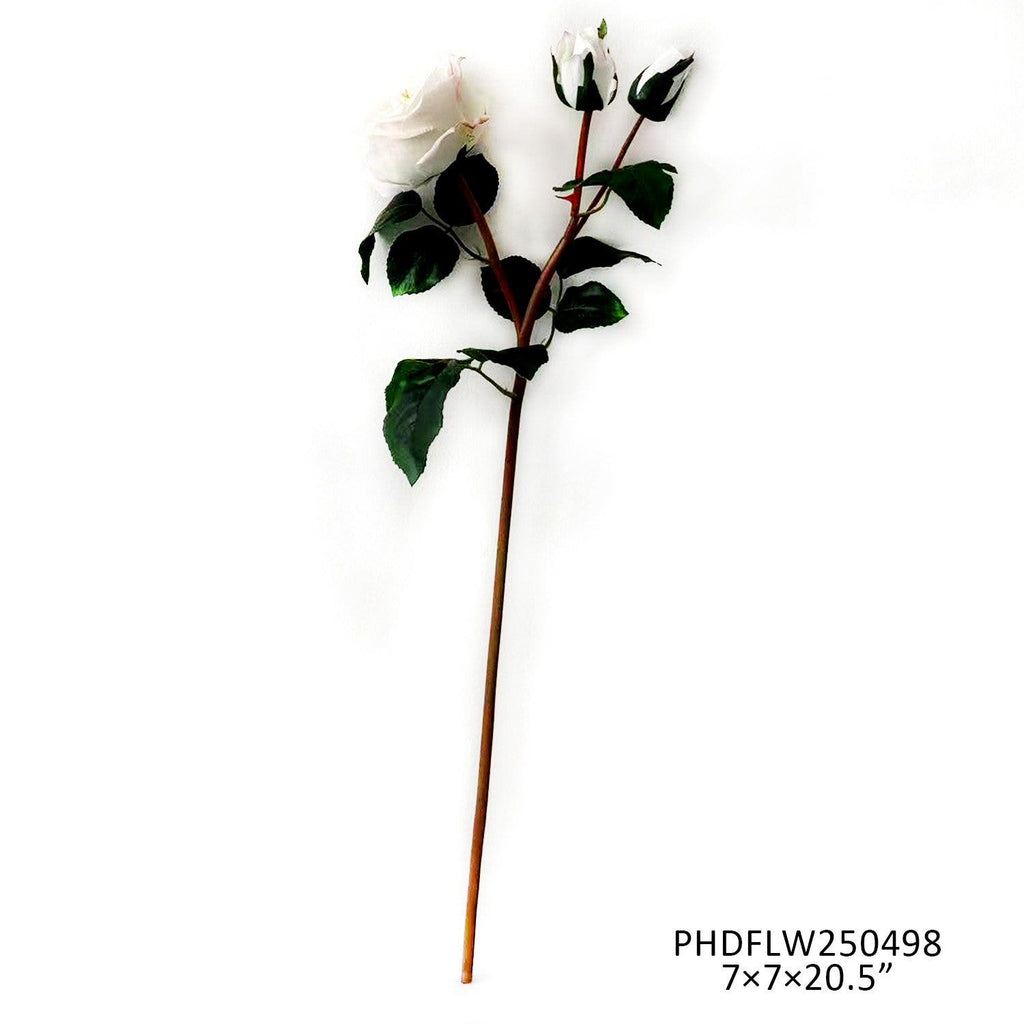 Queen Rose French White