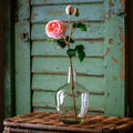 Queen Rose Soft Pink
