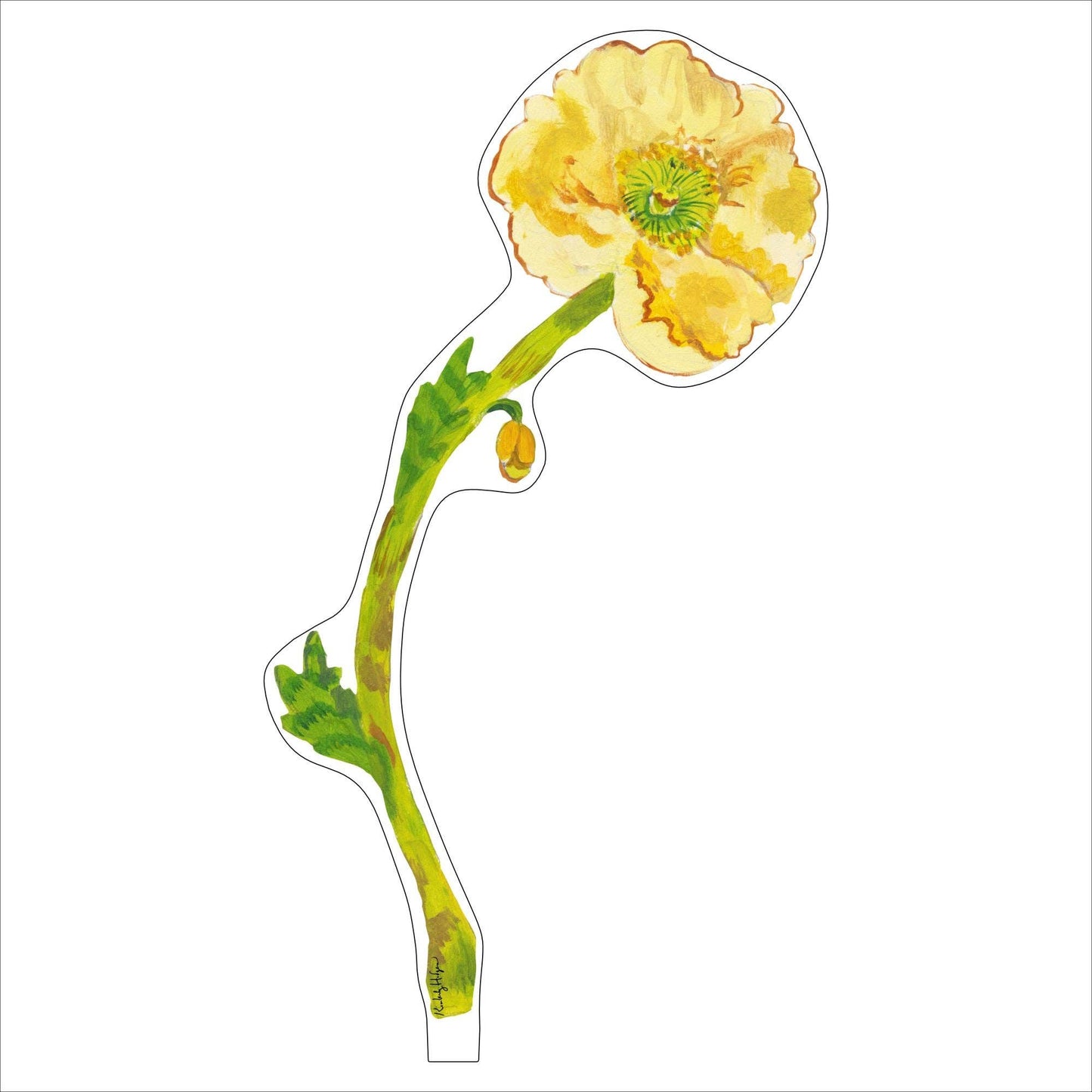 Pale Yellow Iceland Poppy LG