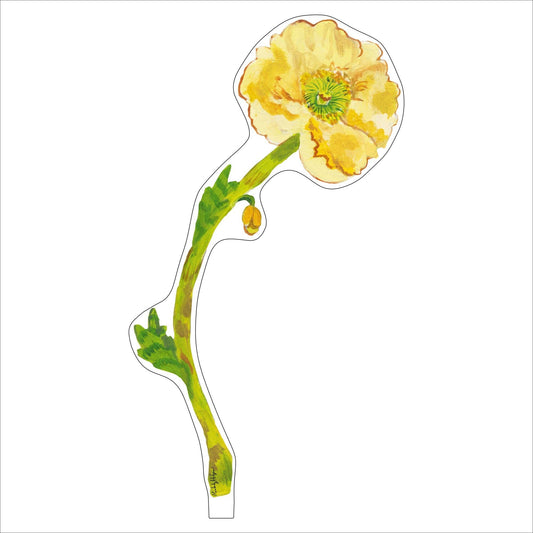 Pale Yellow Iceland Poppy LG